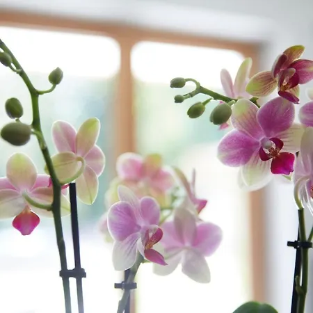 Ansitz Brenner Daire *